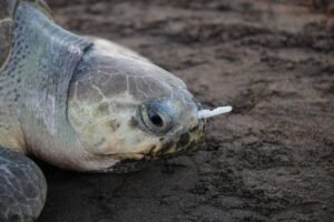 Photo d'une tortue avec une paille en plastique coincée dans son nez