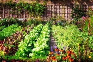 Permaculture Garden