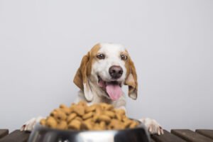 Dog Food Sustainability